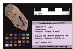 Foto (Objekt + Etiketten) von Decapoda indet. (NHMW-GEO-1990-0041-0111)